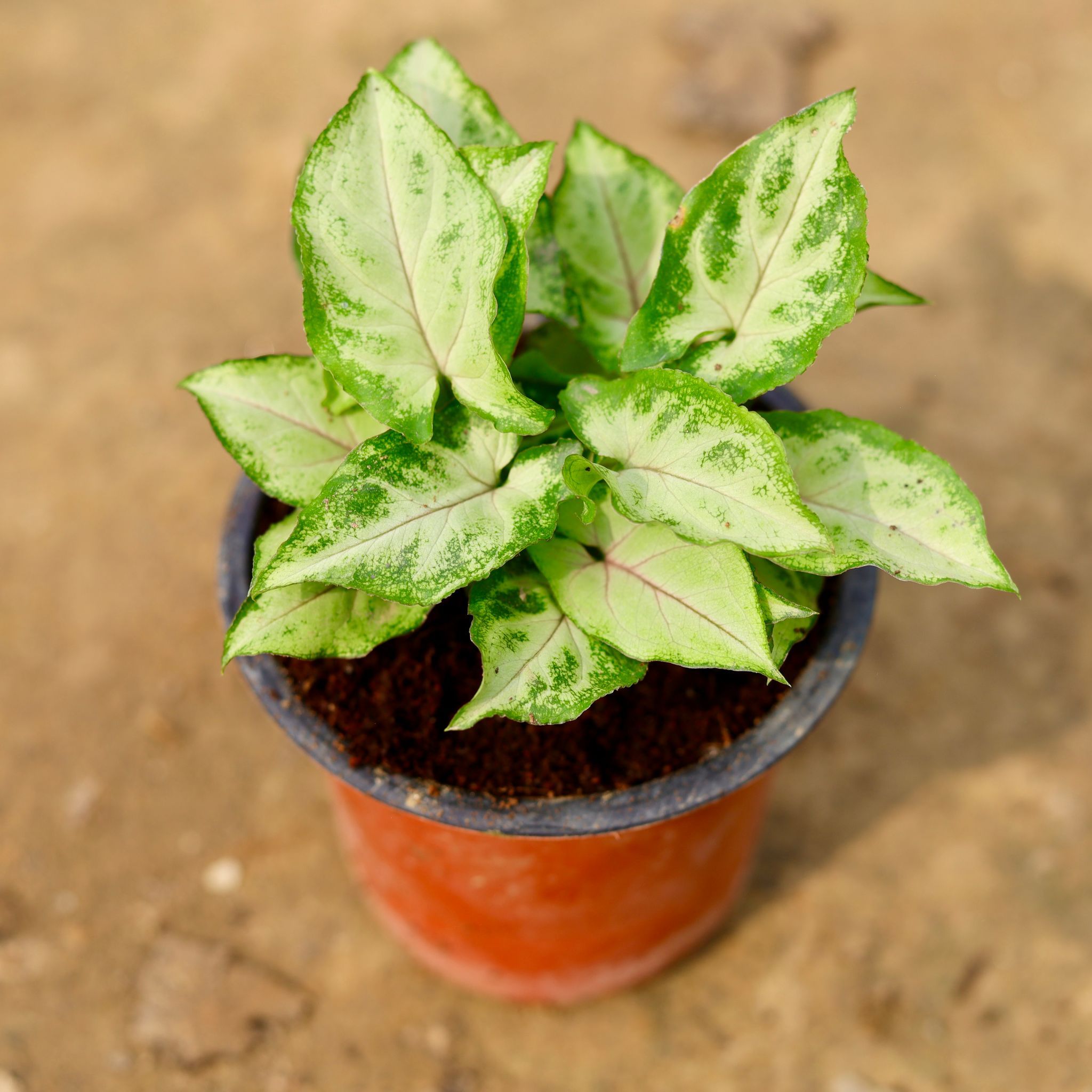Syngonium Yammi in 5 Inch Nursery Pot