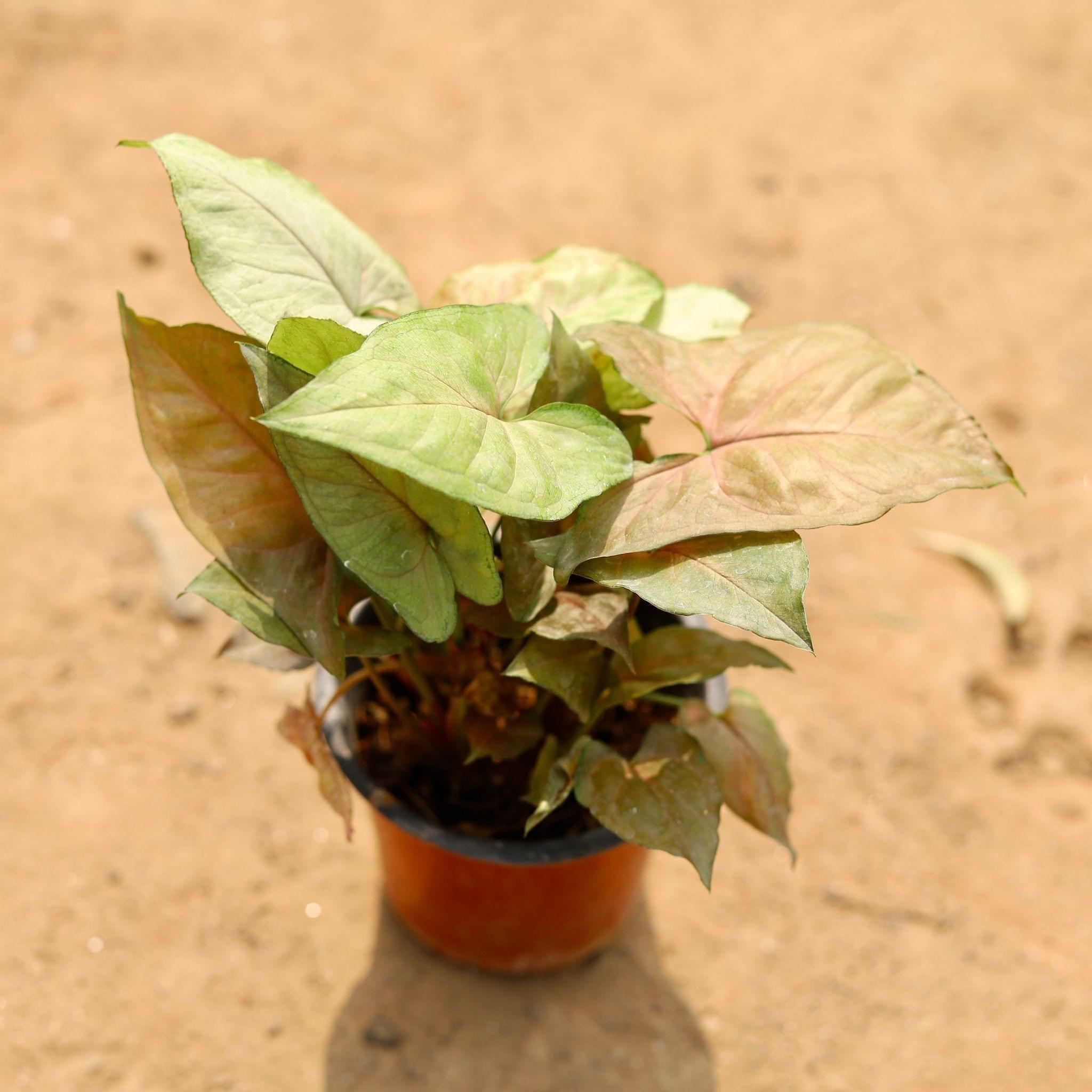 Syngonium Bronze in 4 Inch Nursery Pot