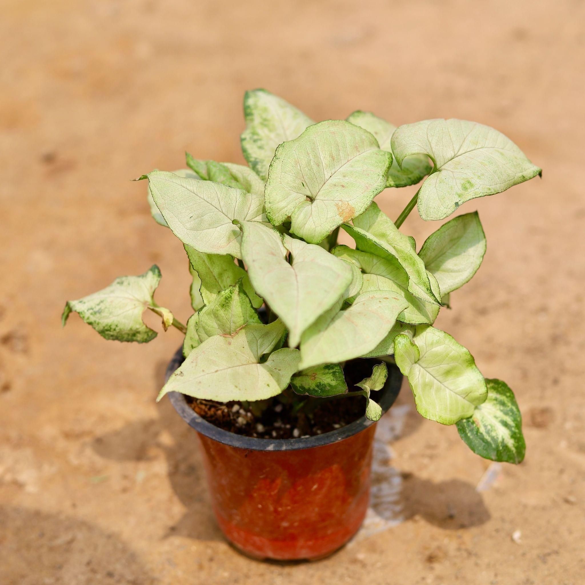 Syngonium White in 4 Inch Nursery Pot