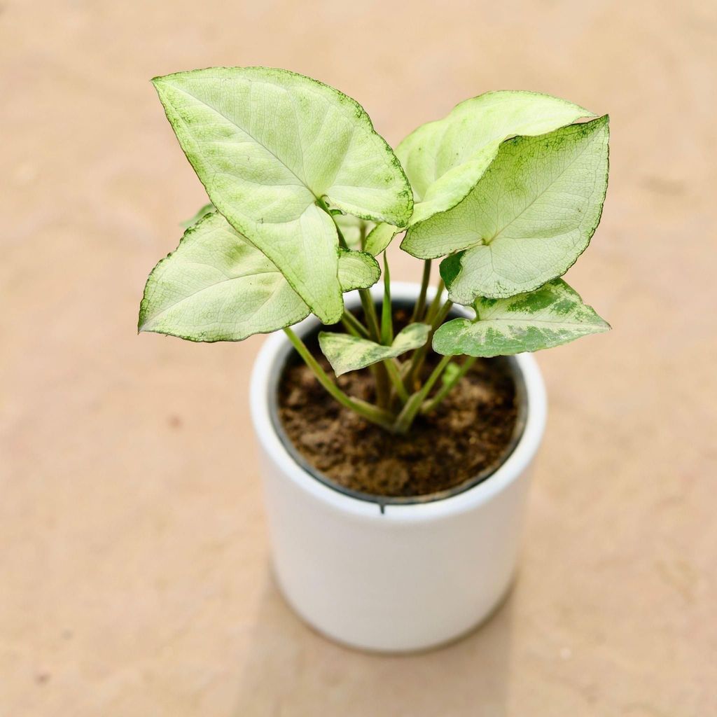 Buy Syngonium White in 3 Inch Classy White Round Ceramic Pot Online | Urvann.com Syngonium White in 3 Inch Classy White Round Ceramic Pot
