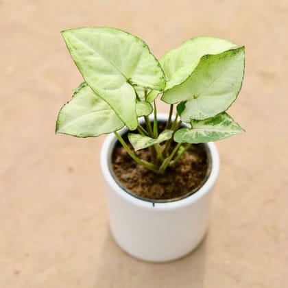 Buy Syngonium White in 3 Inch Classy White Round Ceramic Pot Online | Urvann.com