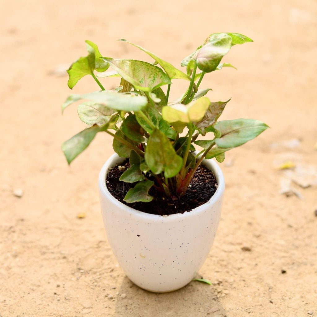 Buy Syngonium Bronze in 4 Inch Classy White Cup Ceramic Pot Online | Urvann.com Syngonium Bronze in 4 Inch Classy White Cup Ceramic Pot