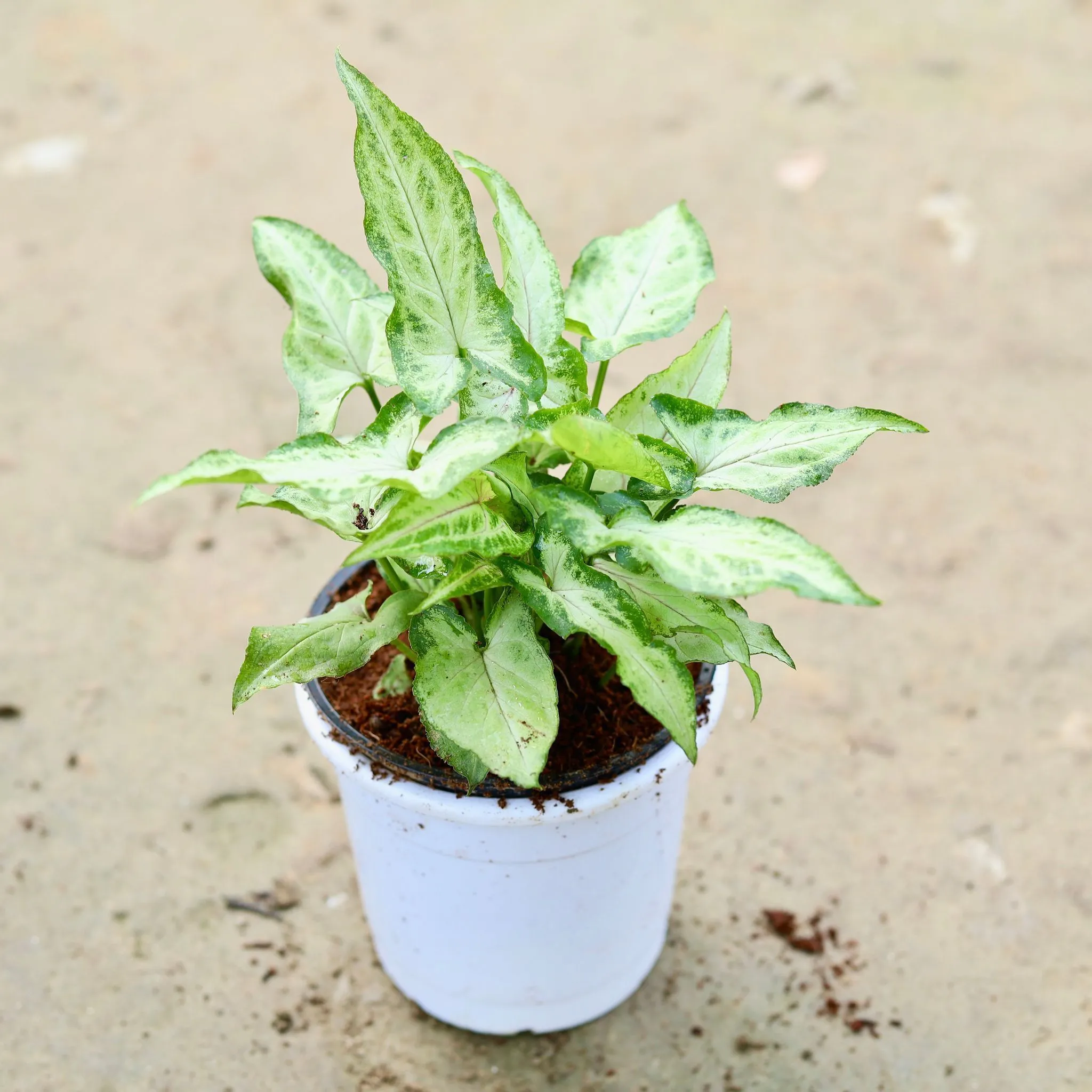 Syngonium Yami Dwarf in 5 Inch White Nursery Pot