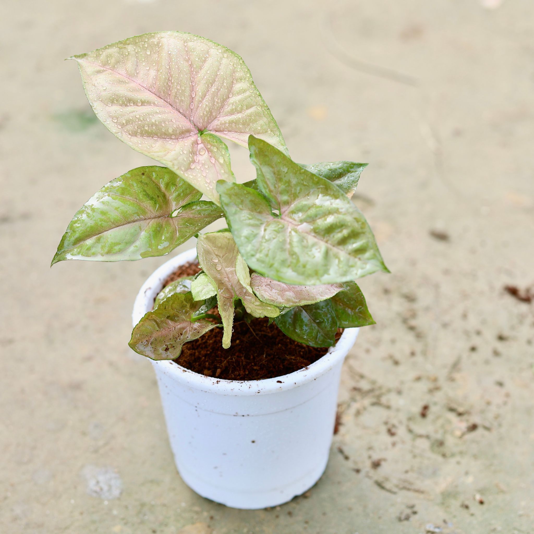 Syngonium Light pink in 5 Inch White Nursery Pot