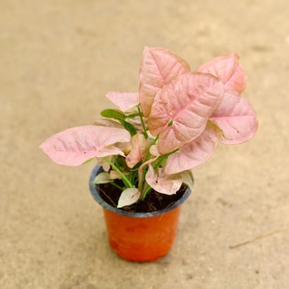 Syngonium Pink Dwarf in 4 Inch Nursery Pot