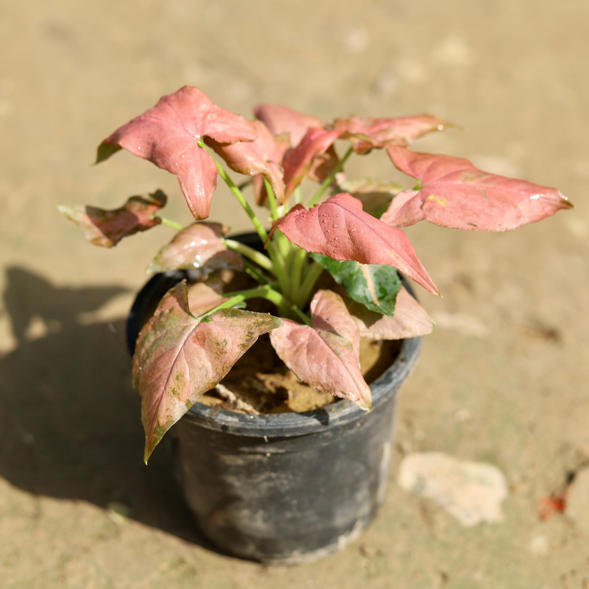 Syngonium Red Dwarf in 4 Inch Nursery Pot