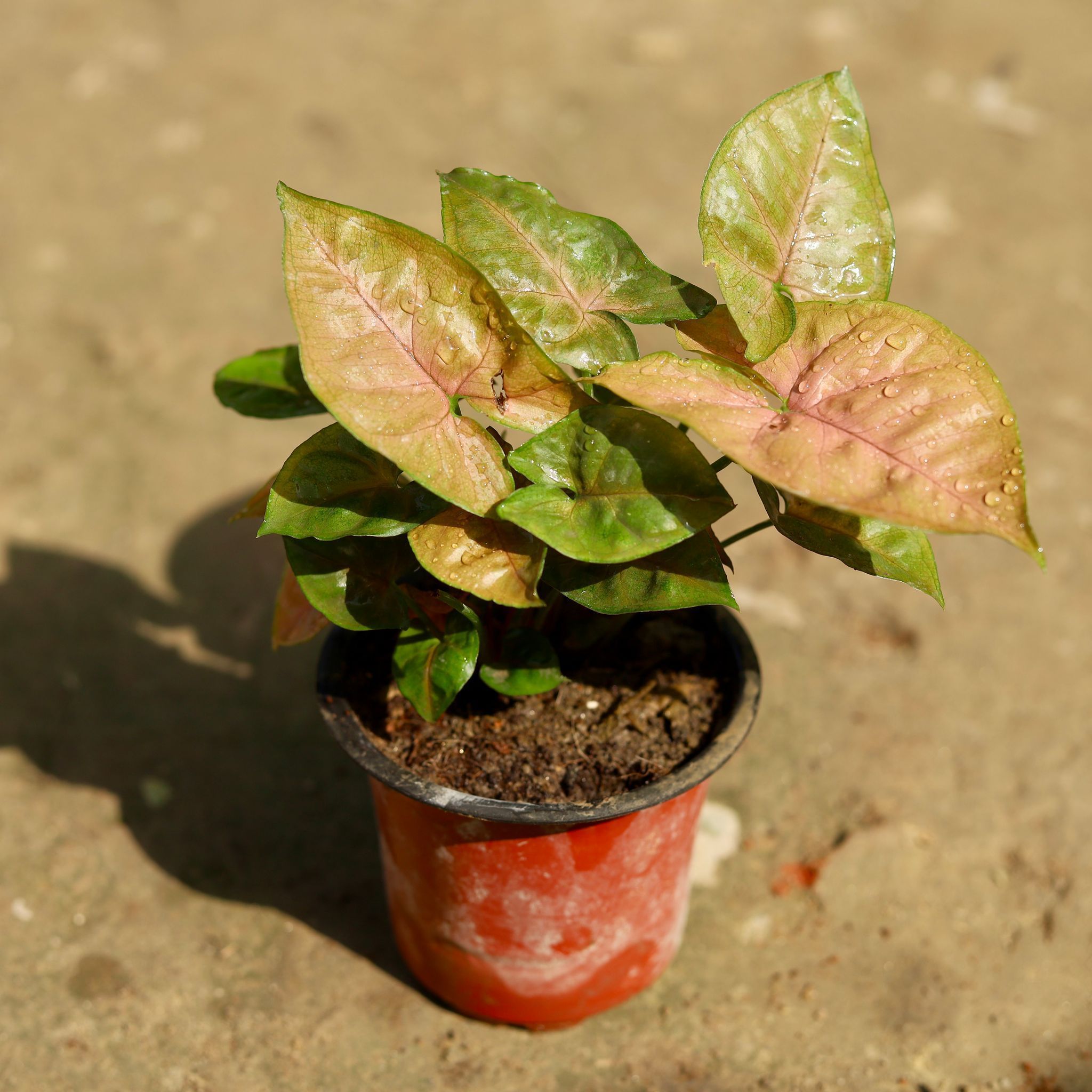 Syngonium Bronze Dwarf in 4 Inch Nursery Pot