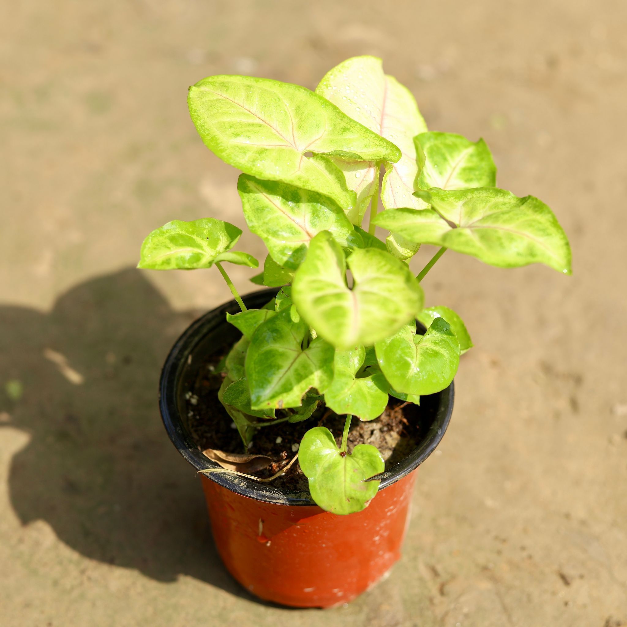 Syngonium Golden in 4 Inch Nursery Pot