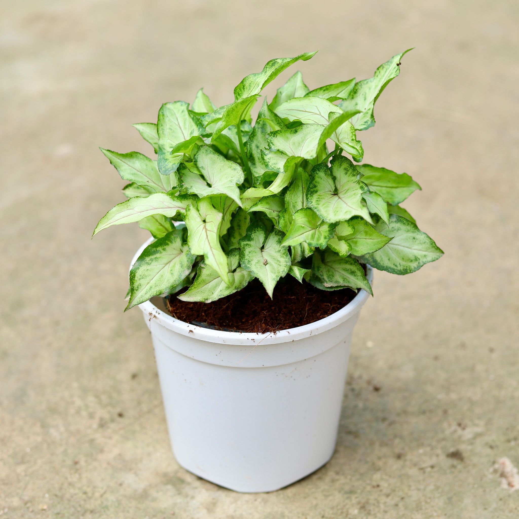 Syngonium Yammi in 6 Inch White Nursery Pot