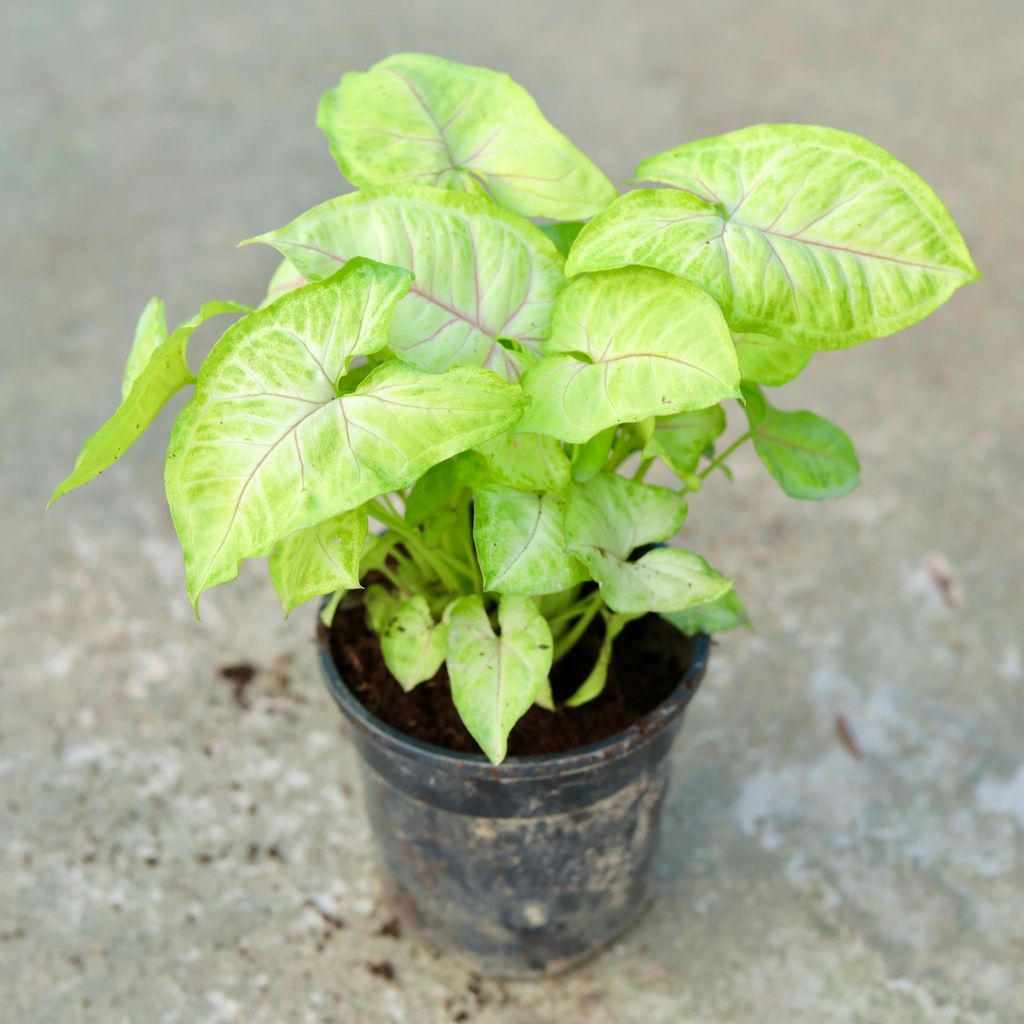 Syngonium Golden in 5 Inch Black Nursery Pot