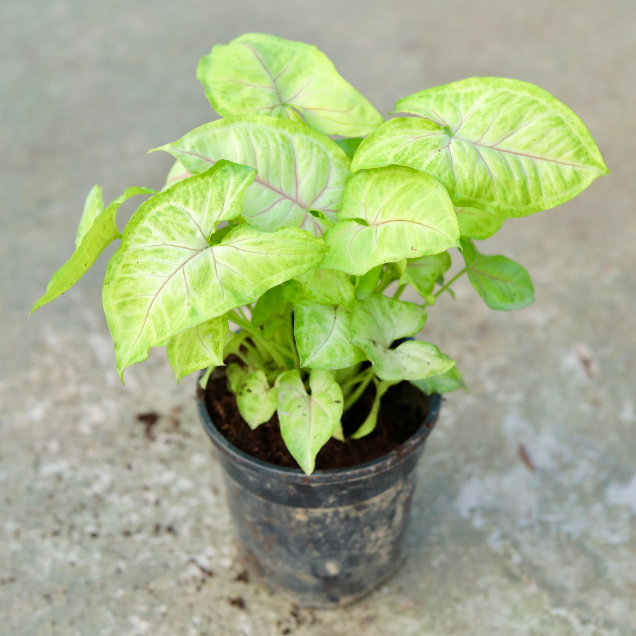 Syngonium Golden in 5 Inch Black Nursery Pot