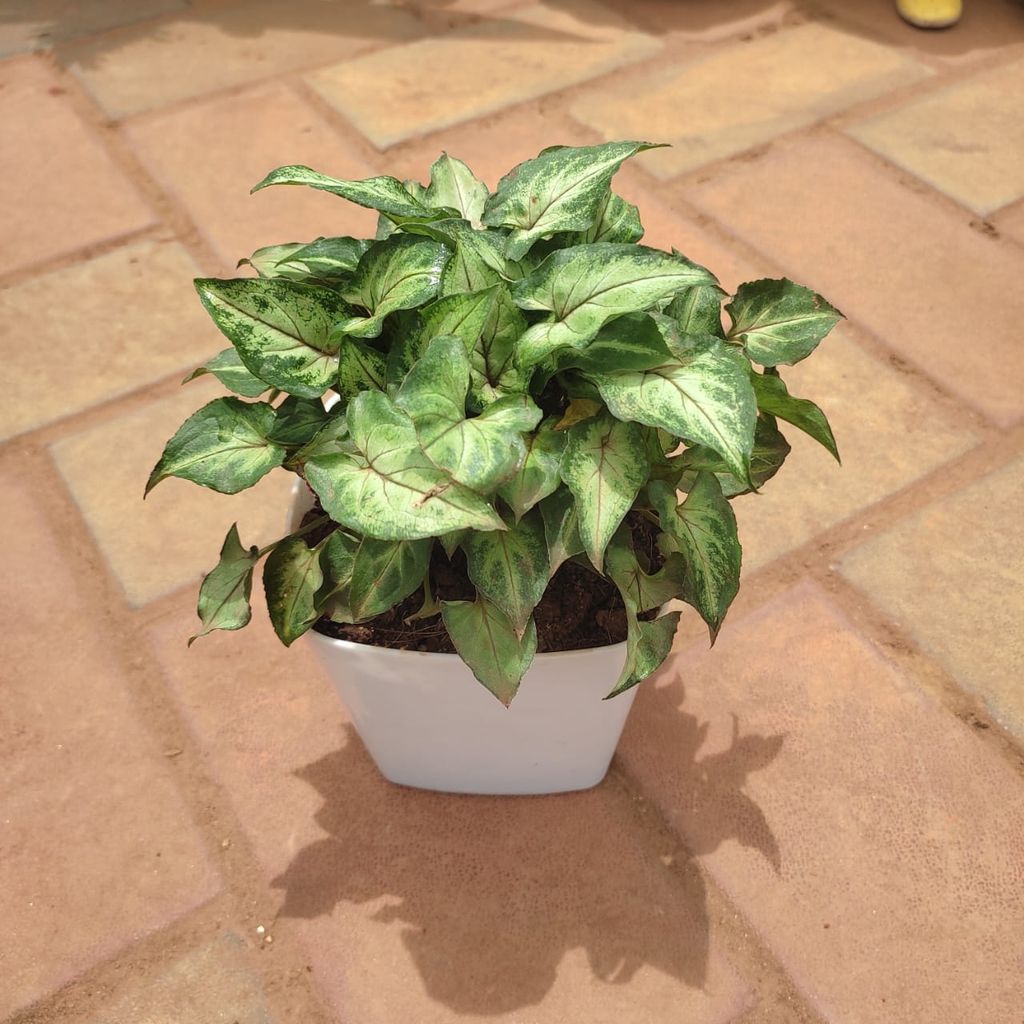 Syngonium Pixie Green in 4 Inch Square Premium Plastic Pot (any colour)