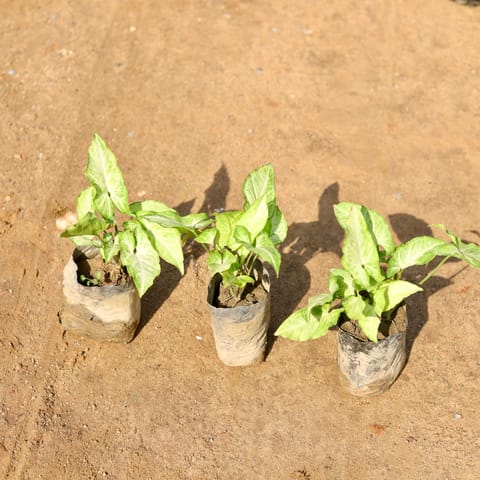 Set of 3 - Syngonium Light Green in 4 Inch Nursery Bag