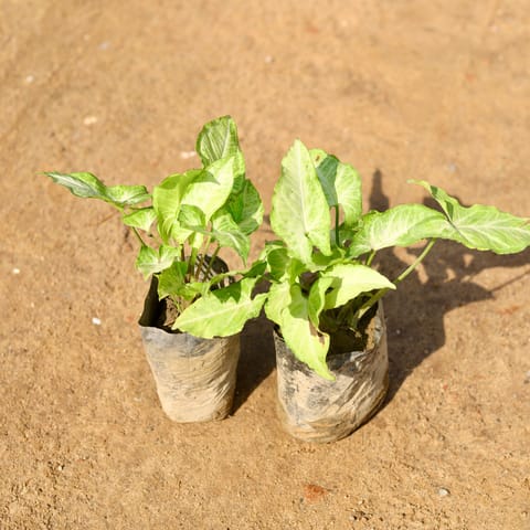 Set of 2 - Syngonium green in 4 Inch Nursery Bag