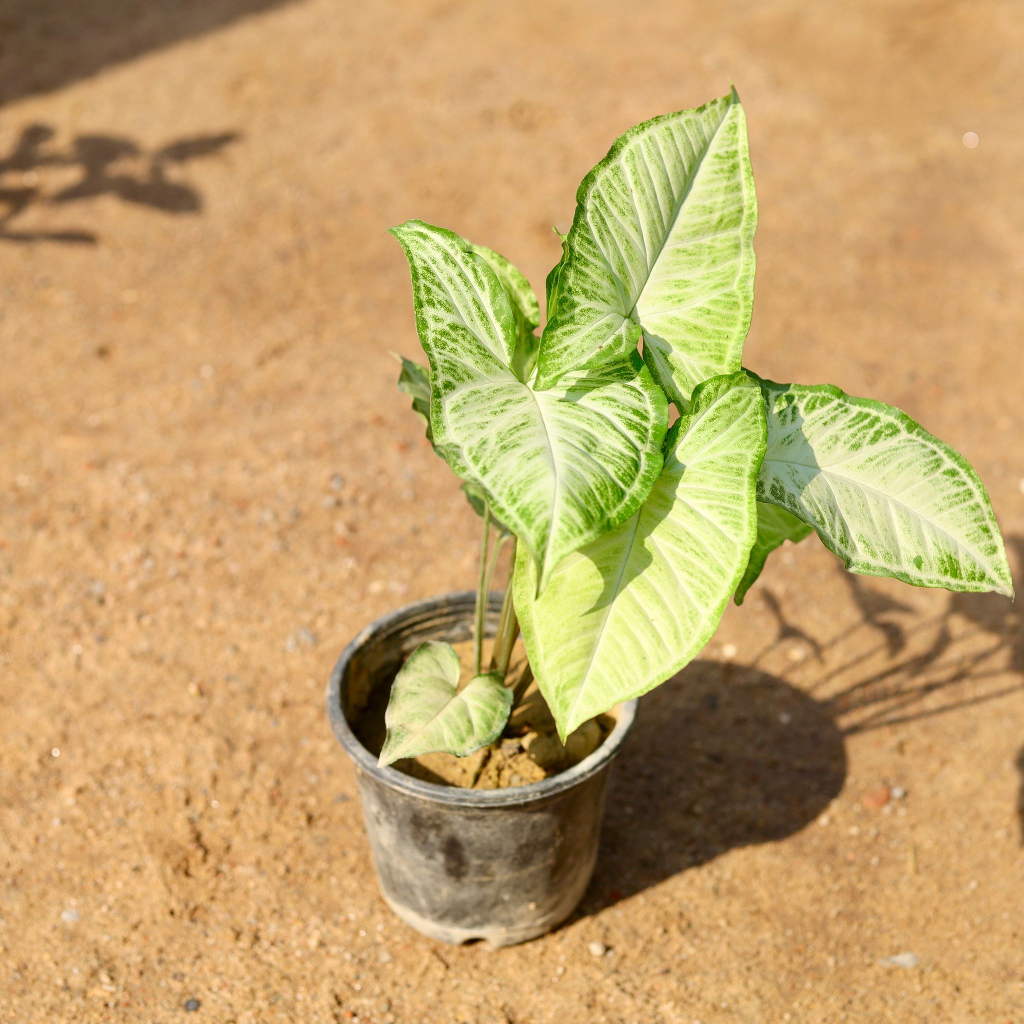Syngonium White Arrowhead in 5 Inch Nursery Pot