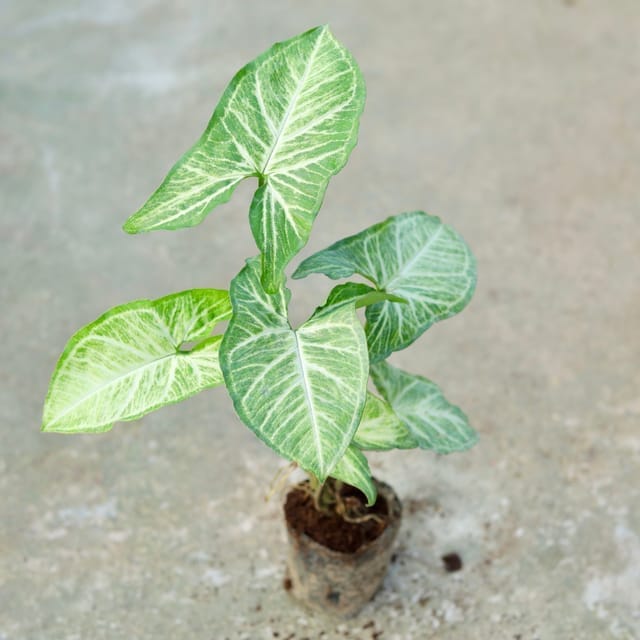 Syngonium Light Green in 4 Inch Nursery Bag Syngonium Light Green in 4 Inch Nursery Bag