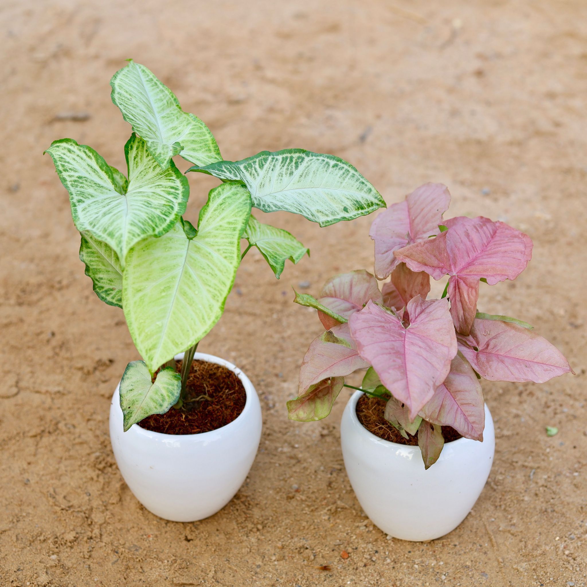 Set of 2 - Syngonium (Green Arrowhead & Pink) in 5 Inch Classy White Apple Ceramic Pot