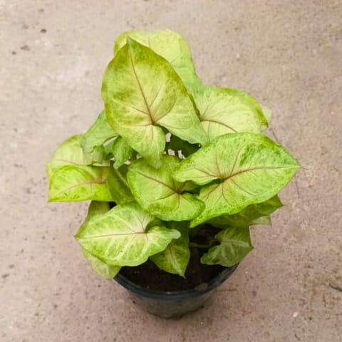Golden Syngonium in 4 Inch Nursery Pot