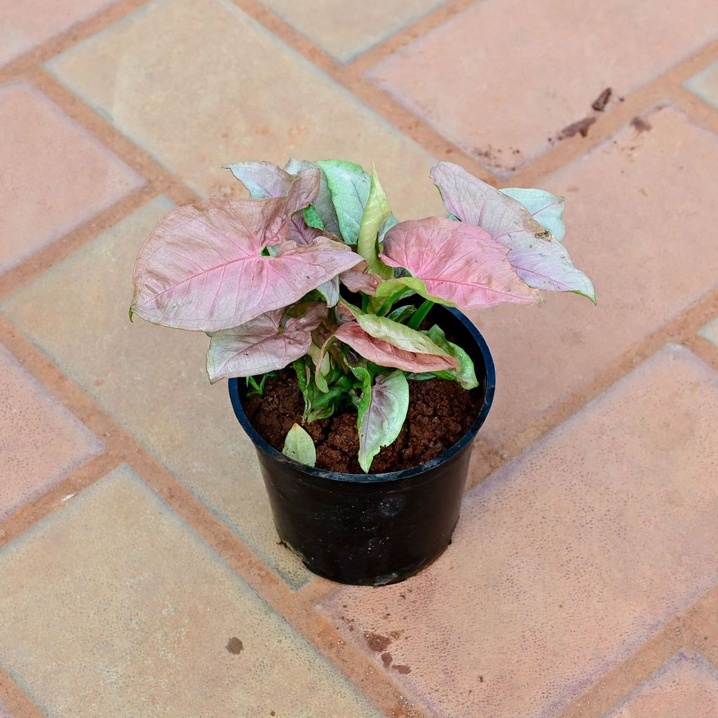 Buy Syngonium Pink in 4 Inch Nursery Pot Online | Urvann.com Syngonium Pink in 4 Inch Nursery Pot