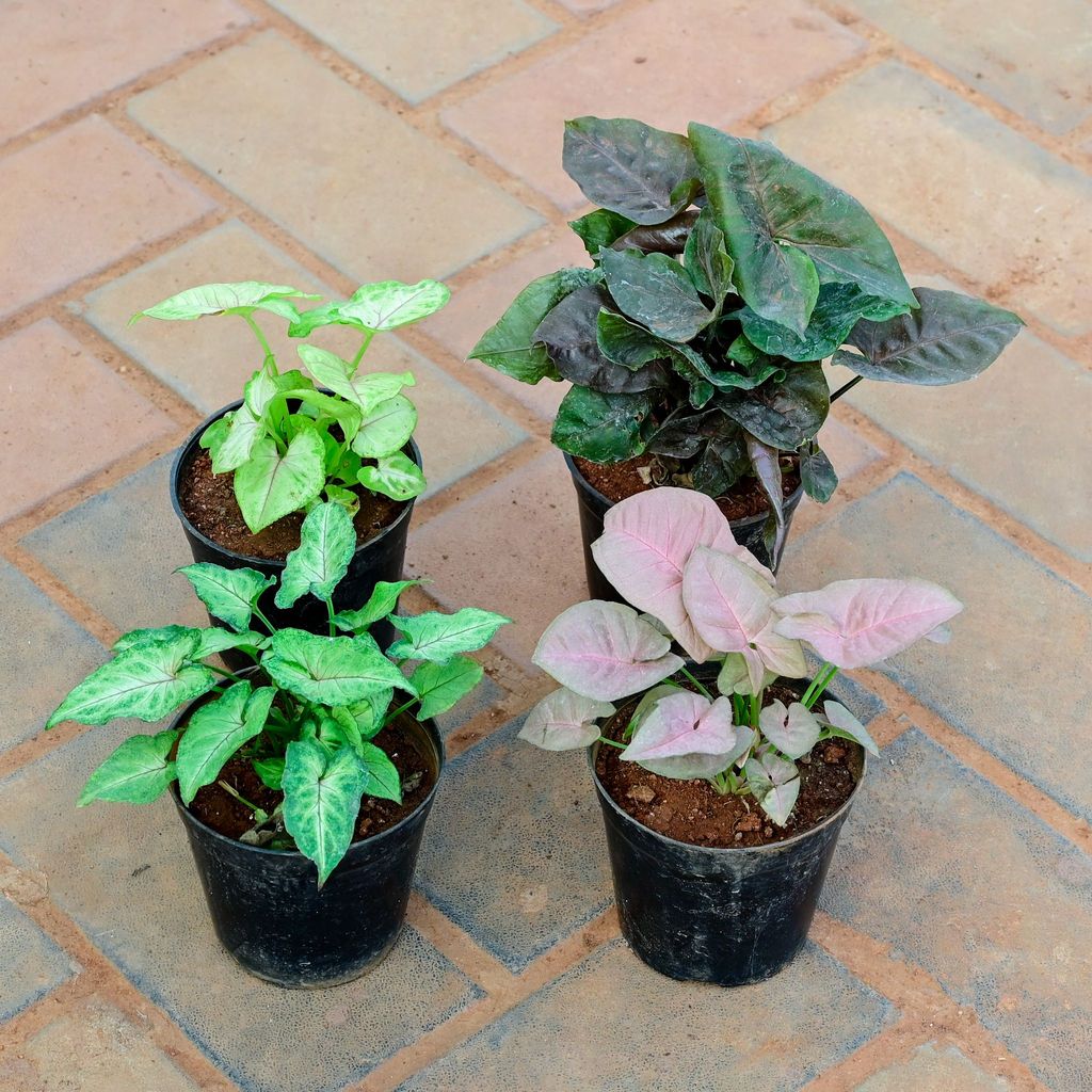 Buy Set of 4 - Syngonium (Pink, Black , Narrow & Green) in 5 Inch Nursery Pot Online | Urvann.com Set of 4 - Syngonium (Pink, Black , Narrow & Green) in 5 Inch Nursery Pot