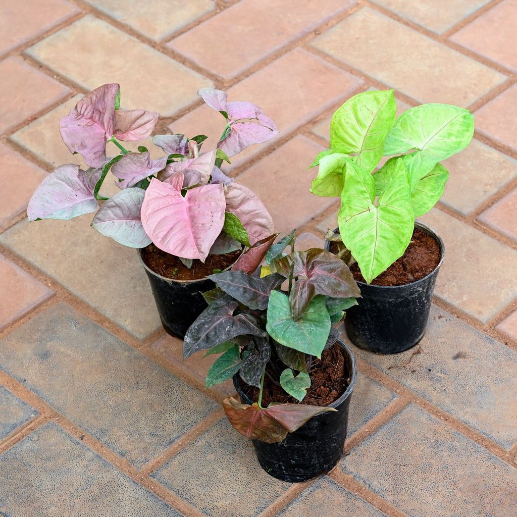 Set of 3 - Syngonium (Pink, Golden & Black) in 4 Inch Nursery Pot
