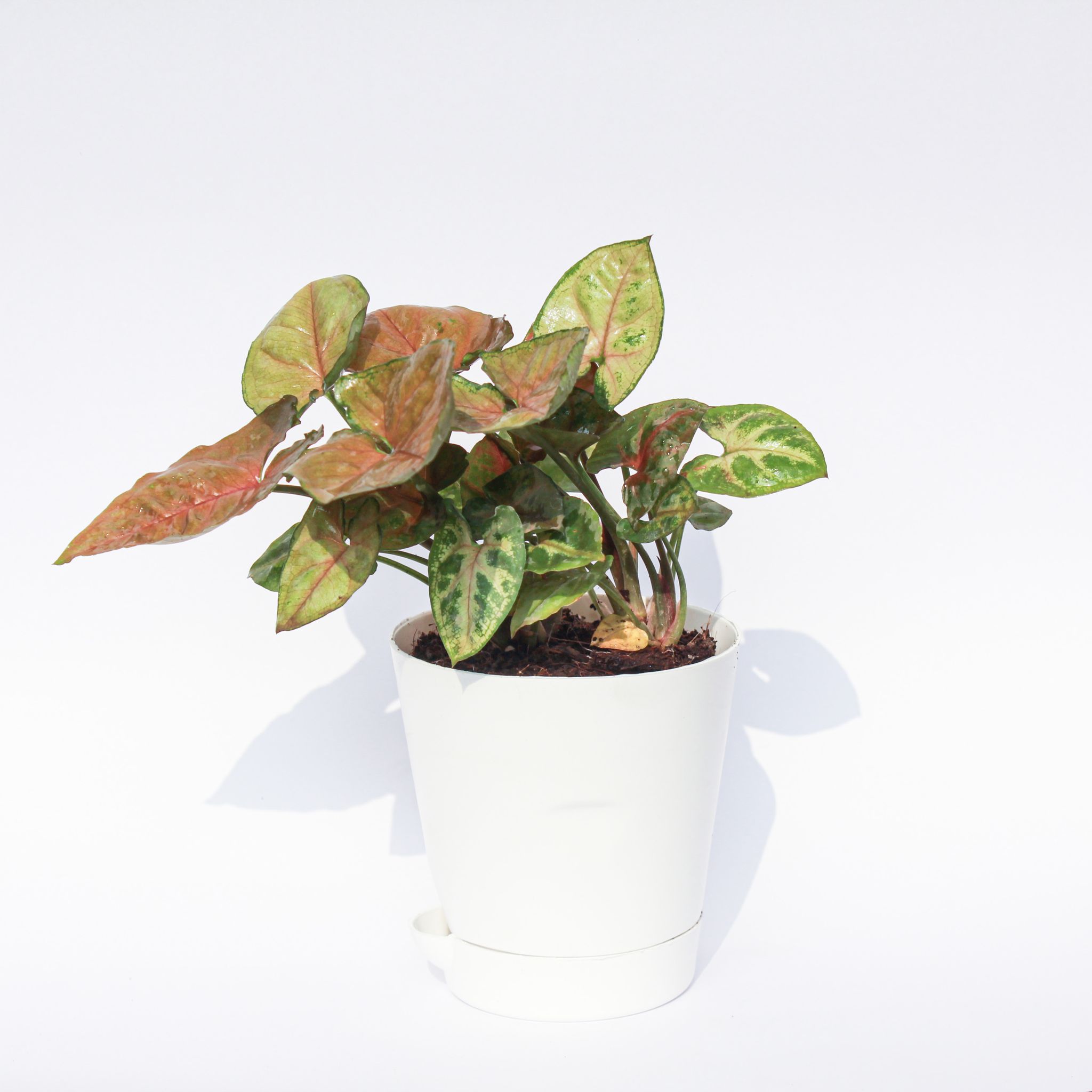 Syngonium Brown in 4 Inch White Florence Self Watering Pot