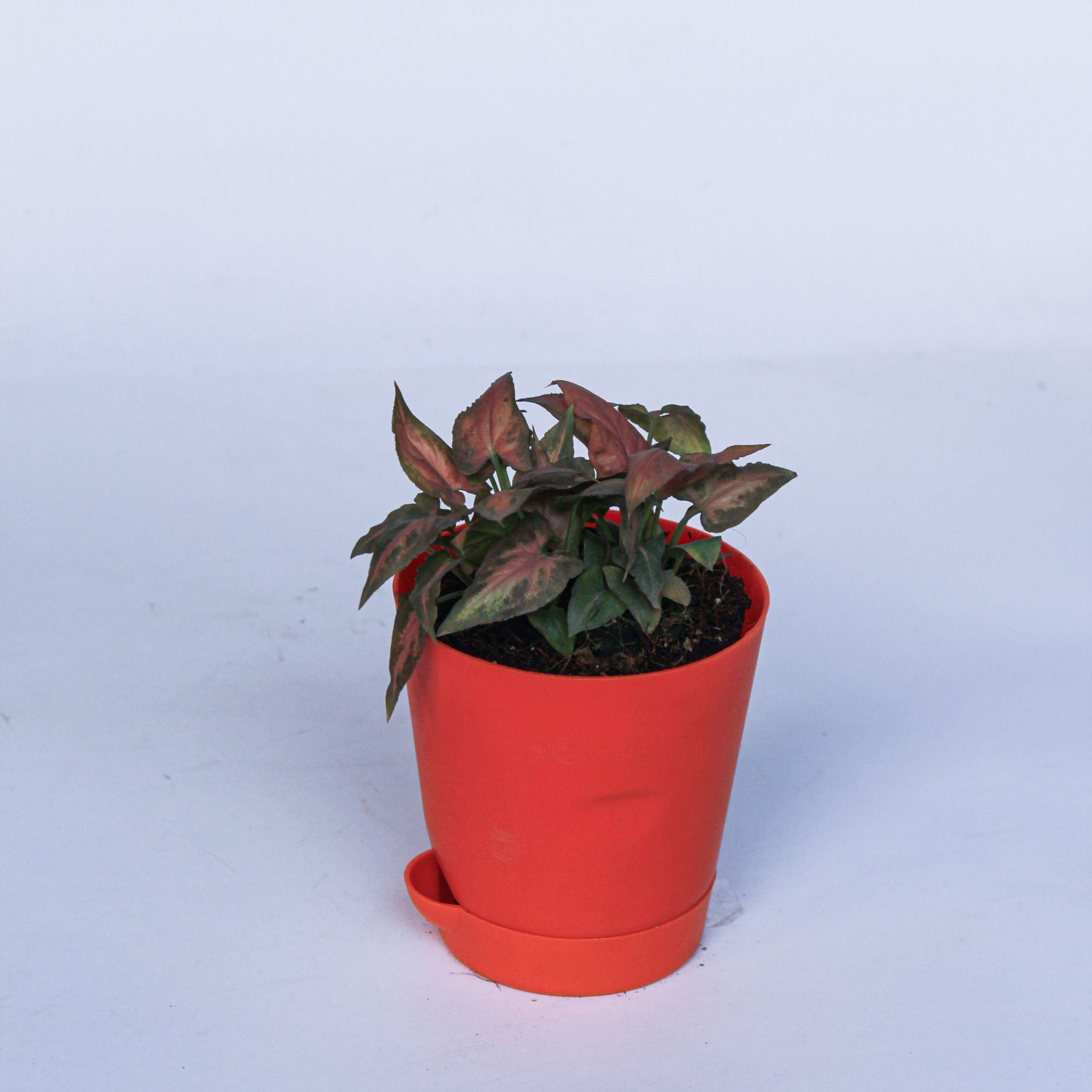 Syngonium Pixie Pink in 4 Inch Orange Florence Self Watering Pot