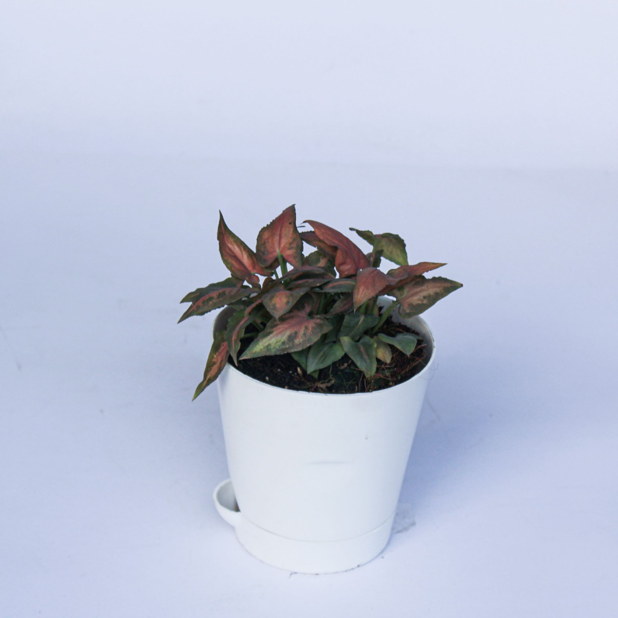 Syngonium Pixie Pink in 4 Inch White Florence Self Watering Pot