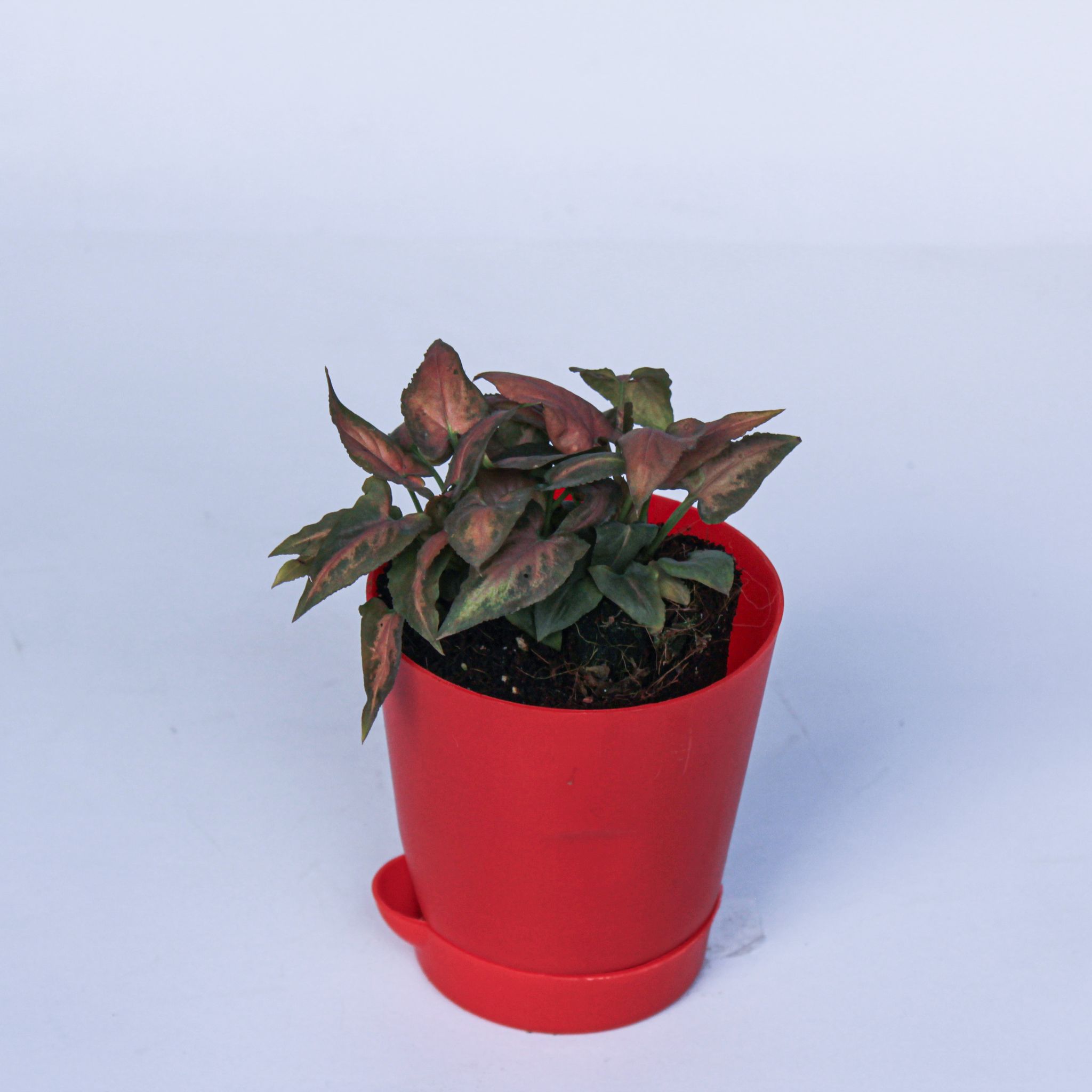 Syngonium Pixie Pink in 4 Inch Red Florence Self Watering Pot