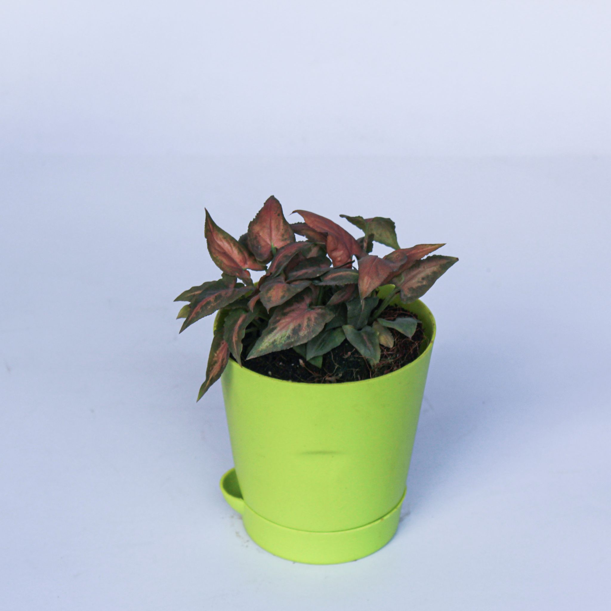 Syngonium Pixie Pink in 4 Inch Green Florence Self Watering Pot