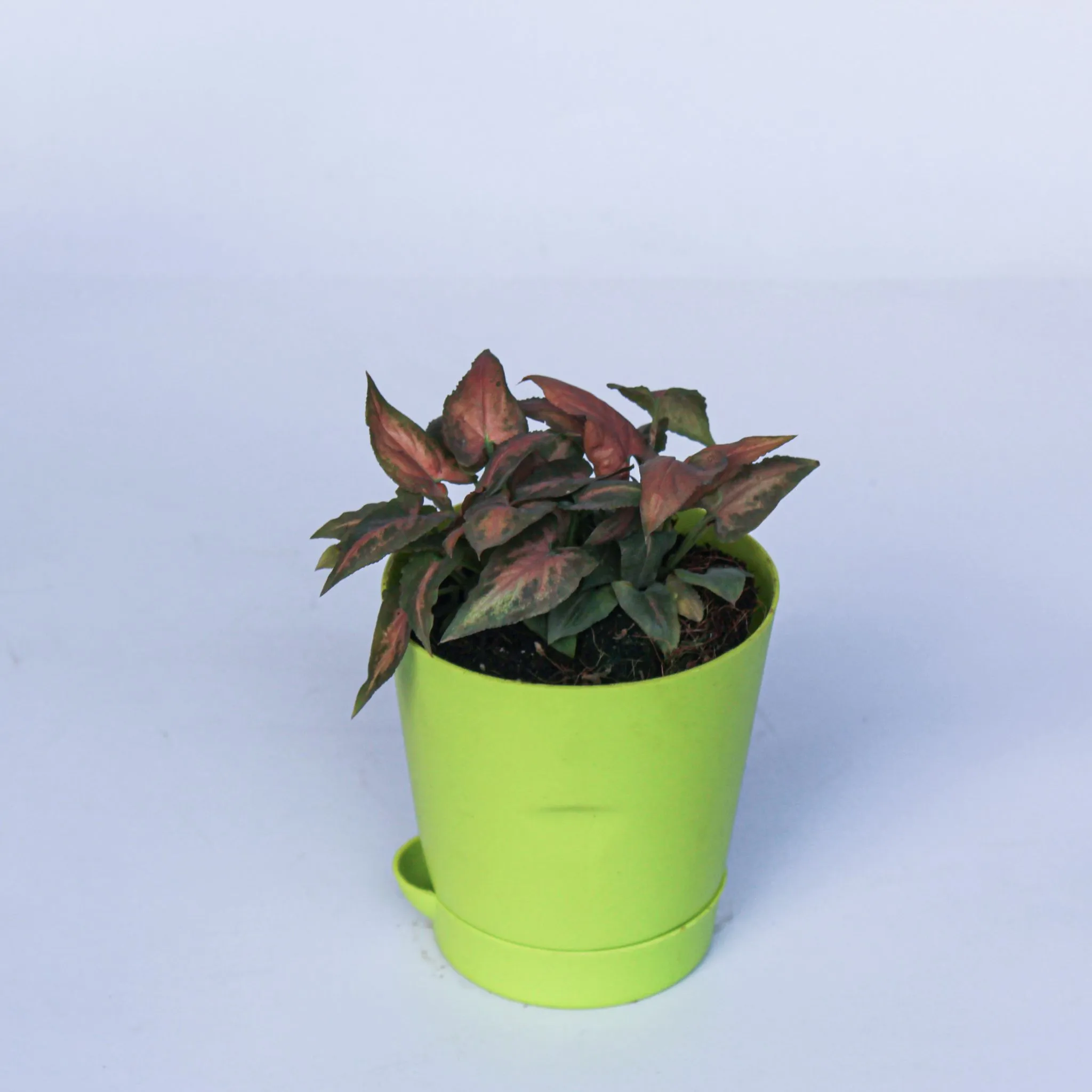 Syngonium Pixie Pink in 4 Inch Green Florence Self Watering Pot