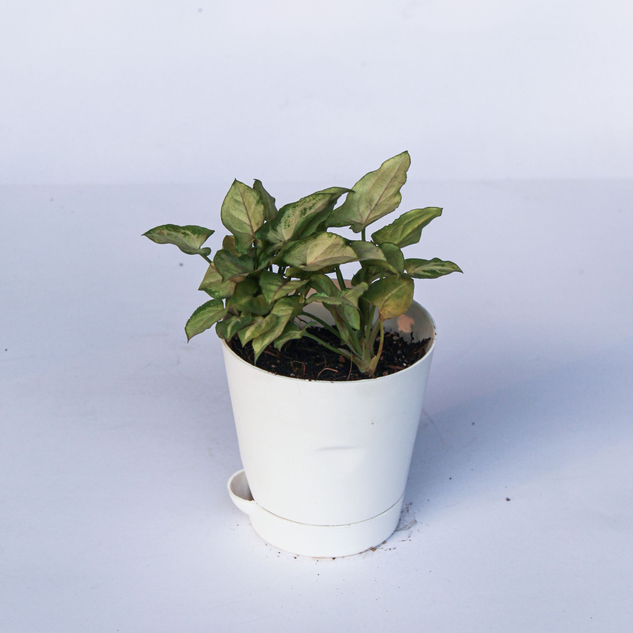Syngonium Pixie Green in 4 Inch White Florence Self Watering Pot