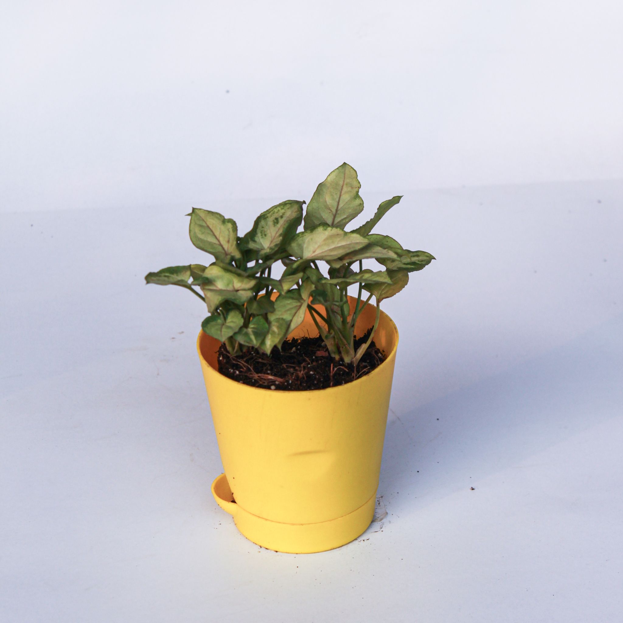 Syngonium Pixie Green in 4 Inch Yellow Florence Self Watering Pot