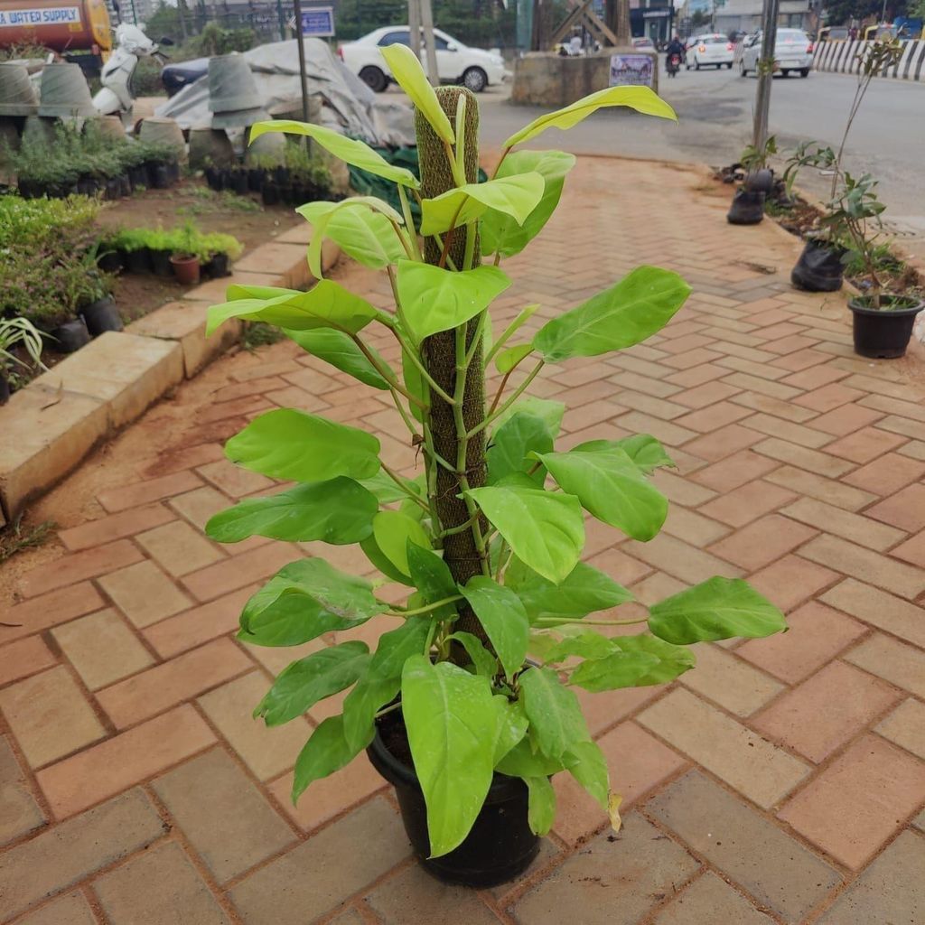 Buy Money Plant Golden with 3 ft moss stick in 10 Inch Plastic Pot Online | Urvann.com Philodendron Golden with 3 ft moss stick in 10 Inch Nursery Pot