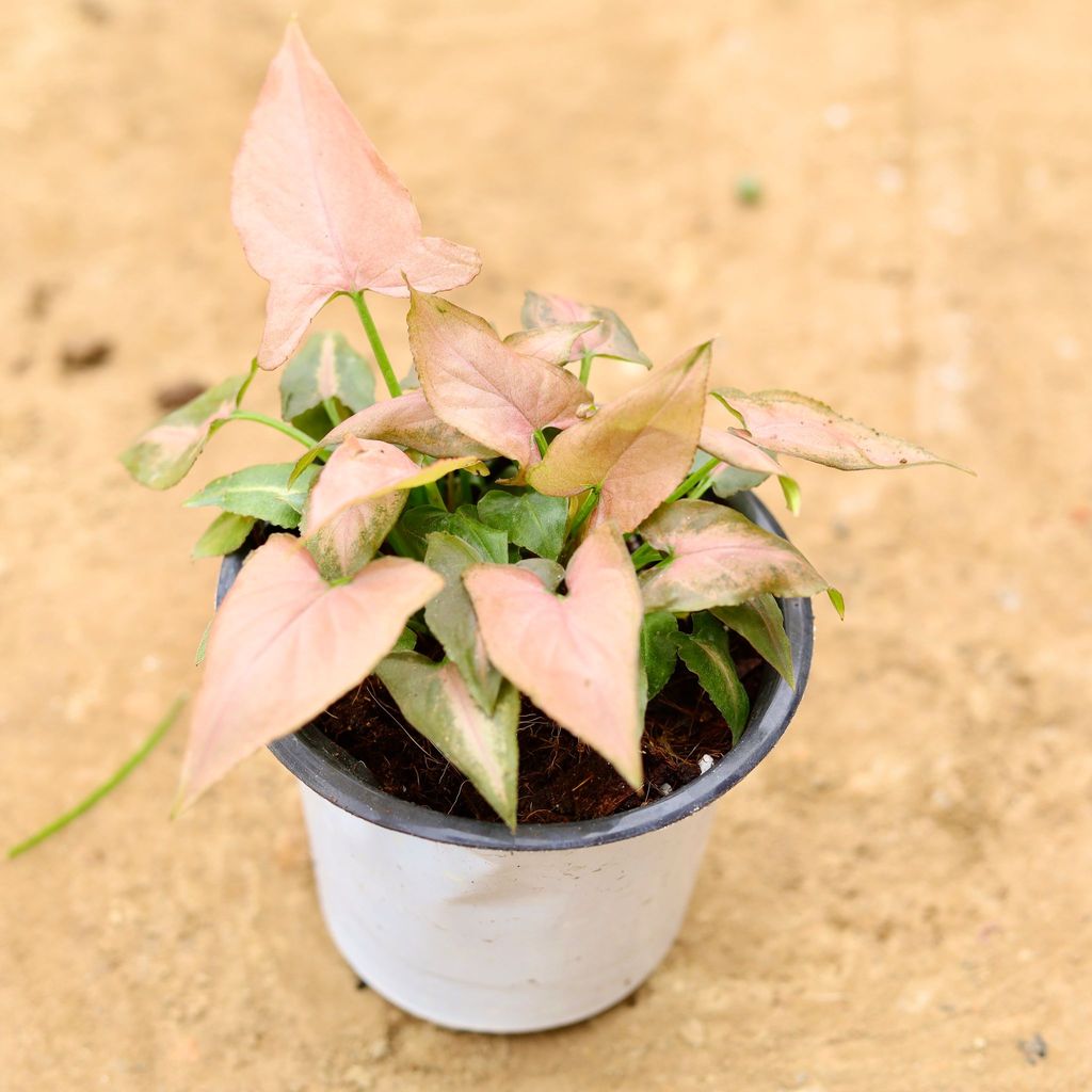 Syngonium Pink Arrowhead in 4 Inch Nursery Pot