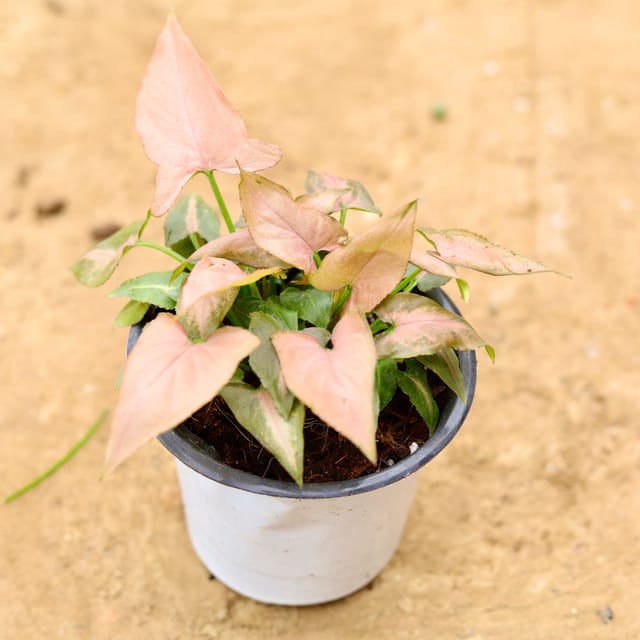 Syngonium Pink Arrowhead in 4 Inch Nursery Pot