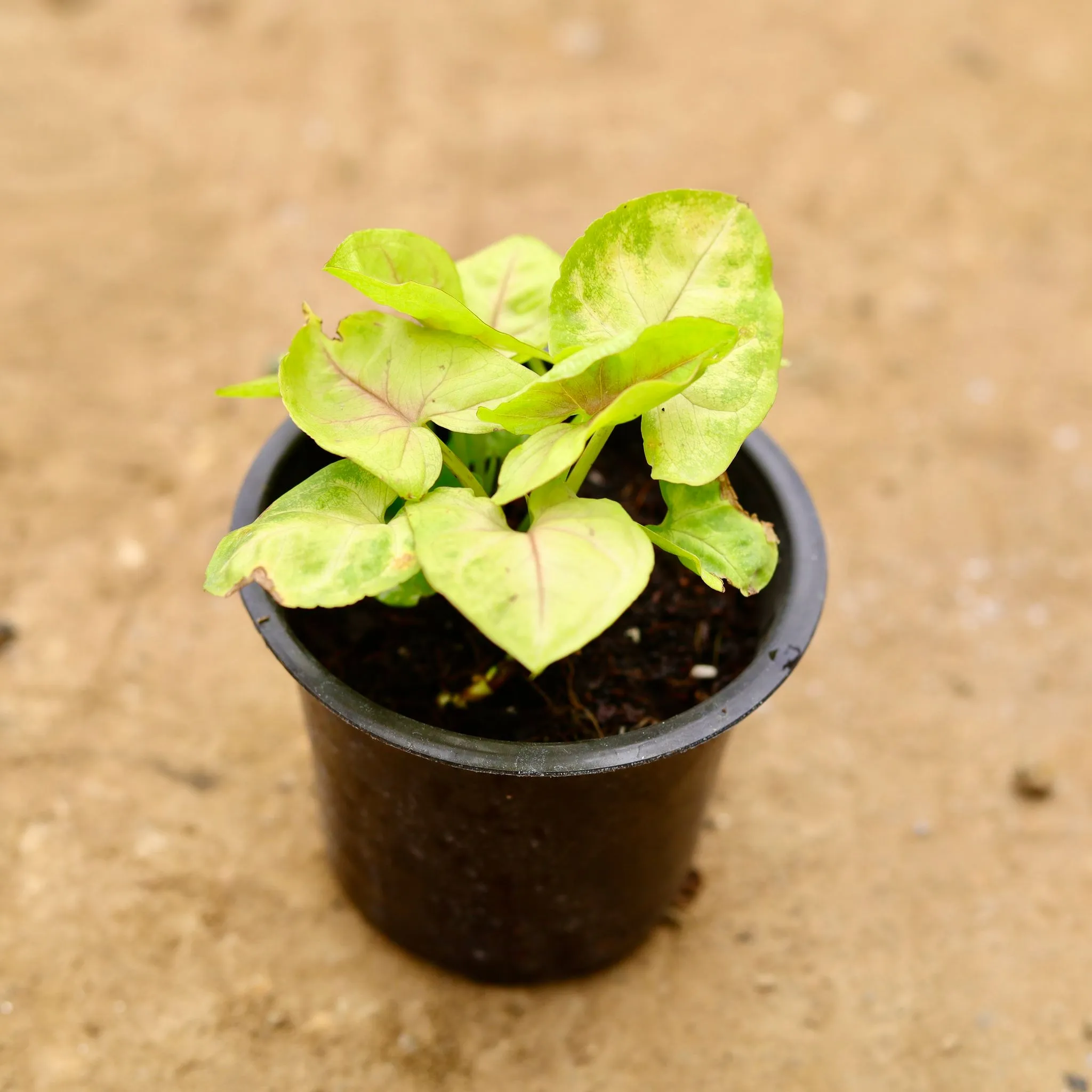 Syngonium Golden in 4 Inch Nursery Pot