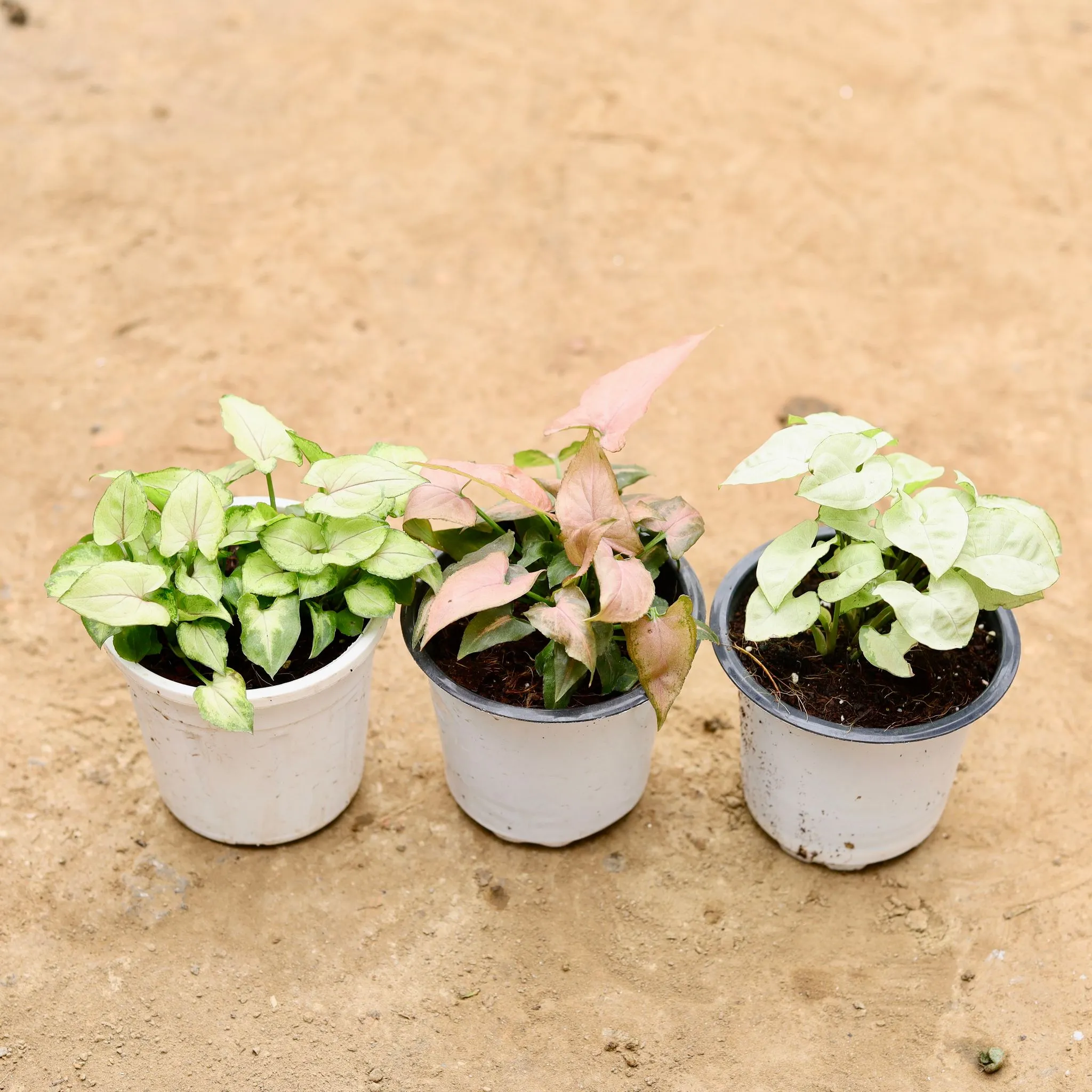 Set of 3 - Syngonium (Pink, White & Pixie Green) in 4 Inch Nursery Pot