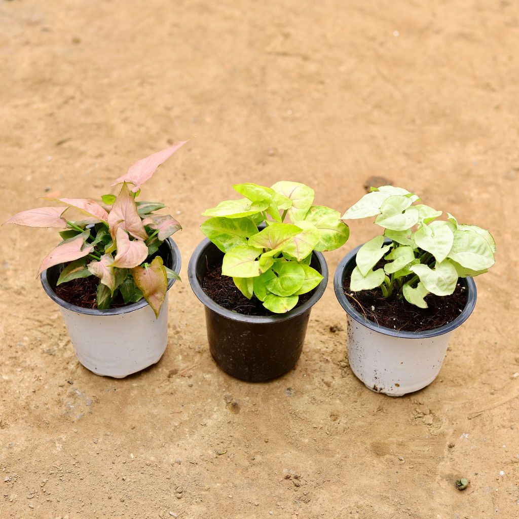 Set of 3 - Syngonium (Pink, White & Golden) in 4 Inch Nursery Pot