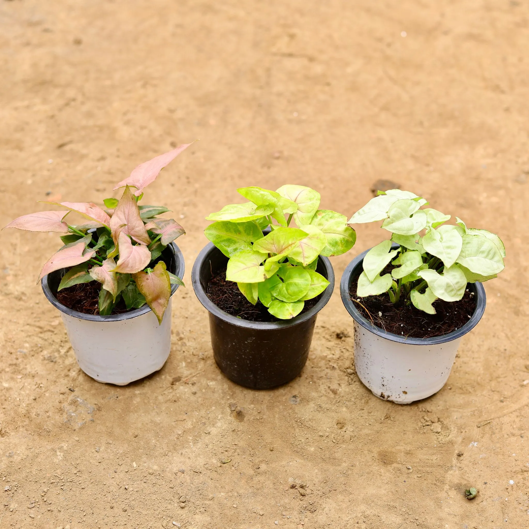 Set of 3 - Syngonium (Pink, White & Golden) in 4 Inch Nursery Pot