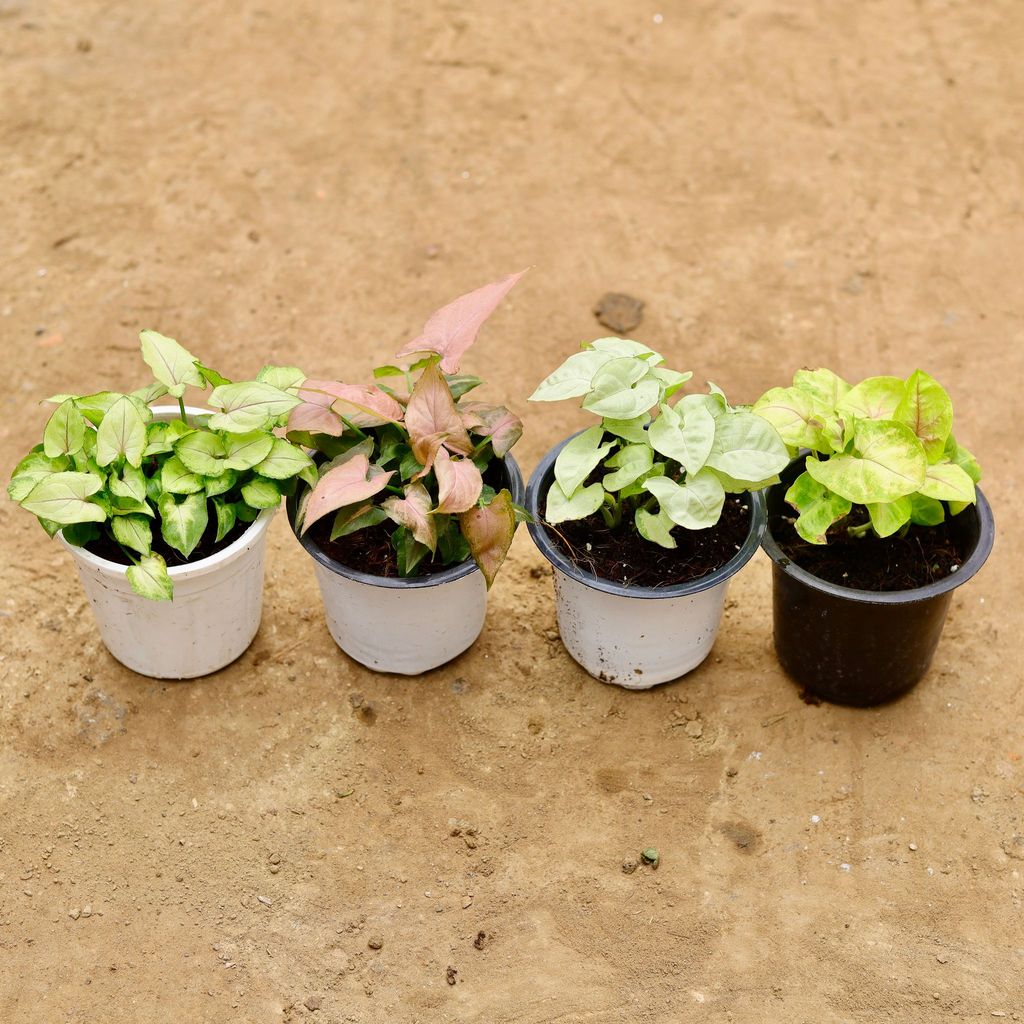 Buy Set of 4 - Syngonium (Golden, Pink, White & Pixie Green) in 4 Inch Nursery Pot Online | Urvann.com Set of 4 - Syngonium (Golden, Pink, White & Pixie Green) in 4 Inch Nursery Pot