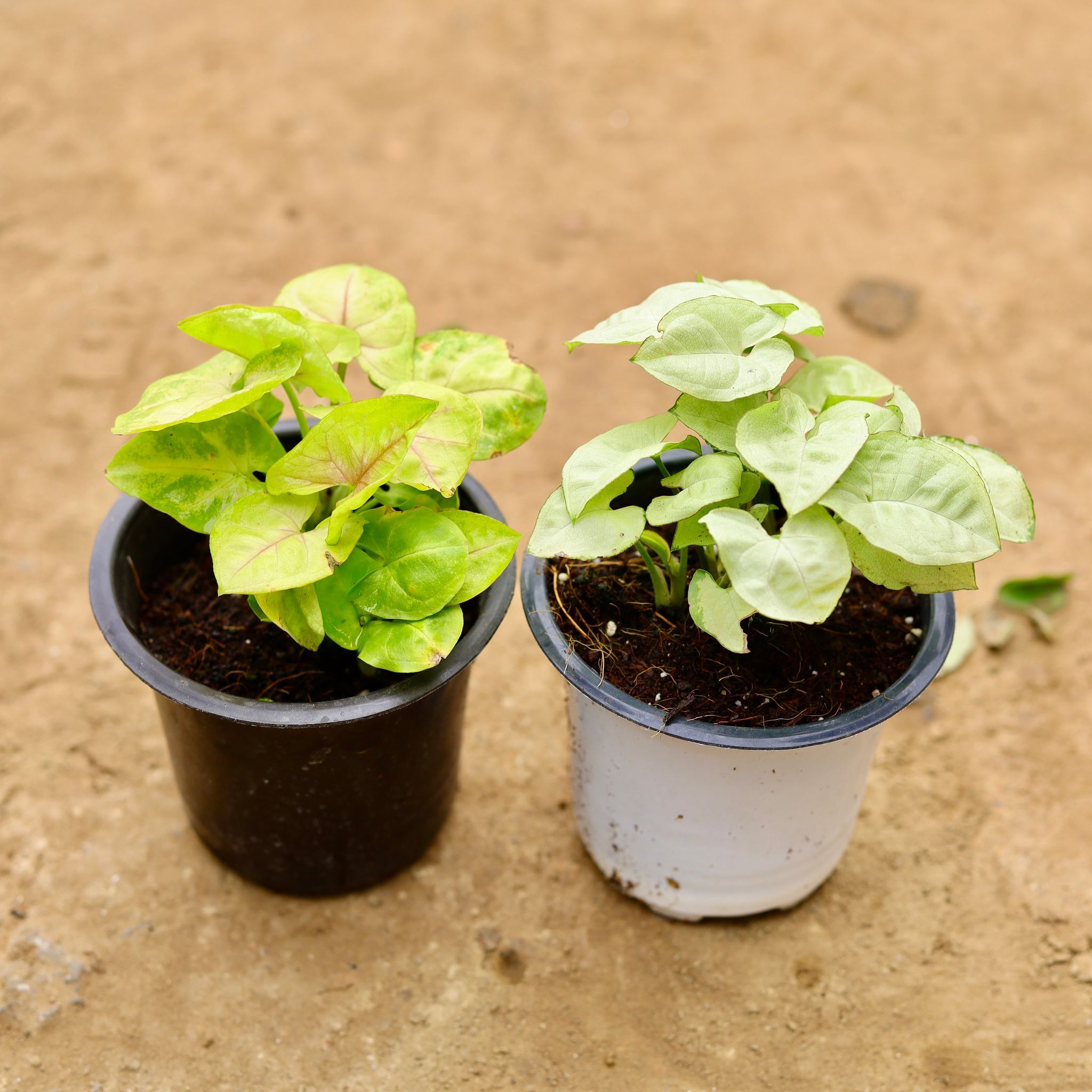 Set of 2 - Syngonium (White & Golden) in 4 Inch Nursery Pot