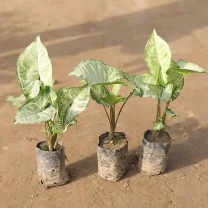 Set of 3 - Syngonium Green in 3 Inch Nursery Bag
