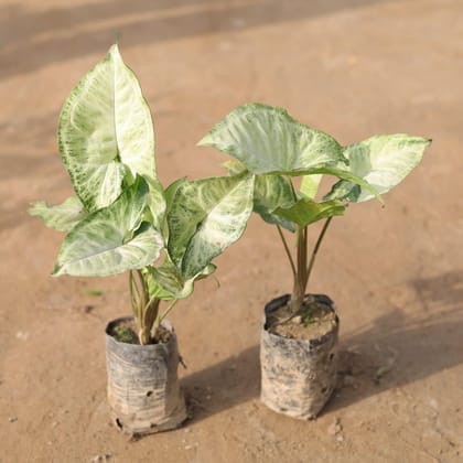 Set of 2 - Syngonium Green desi in 3 Inch Nursery Bag