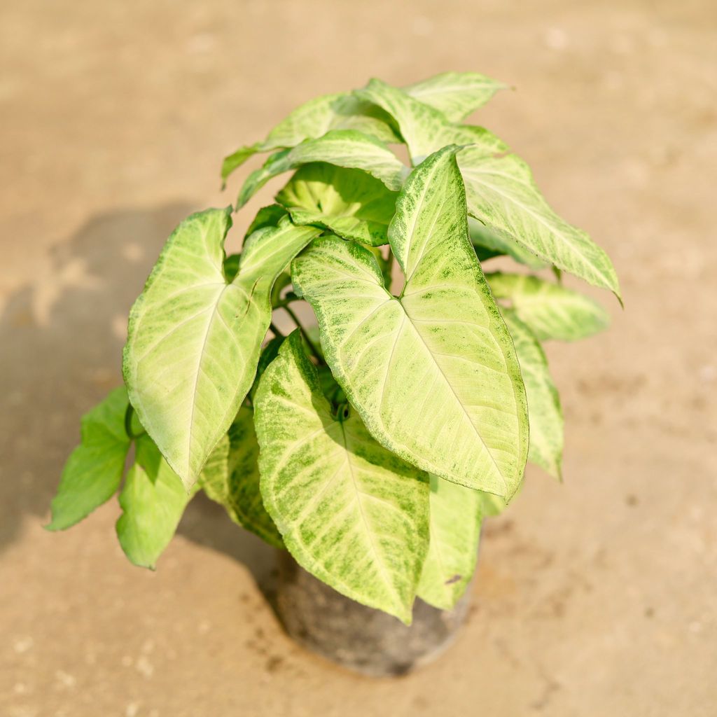 Syngonium Arrowhead in 6 Inch Nursery Pot