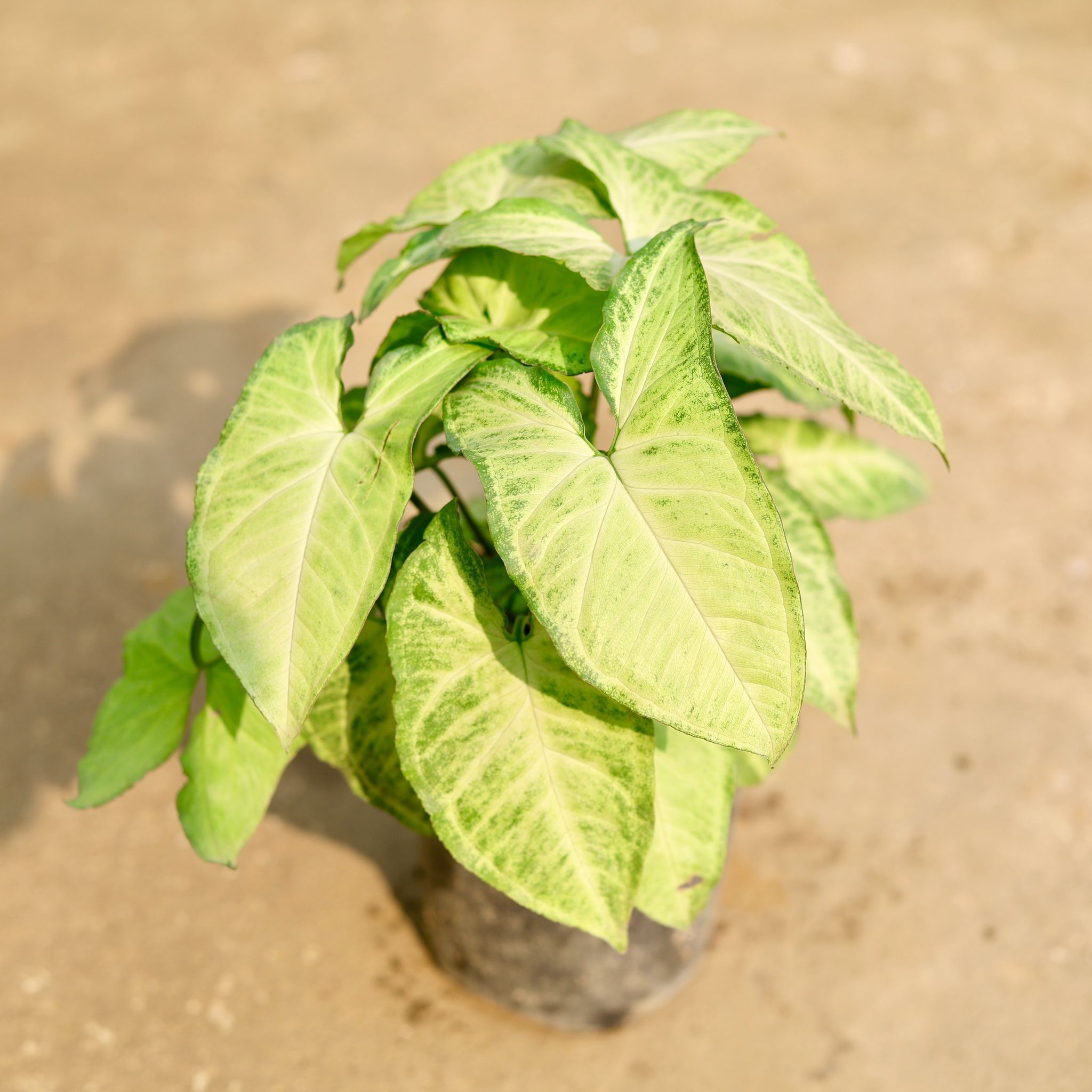 Syngonium Arrowhead in 6 Inch Nursery Pot