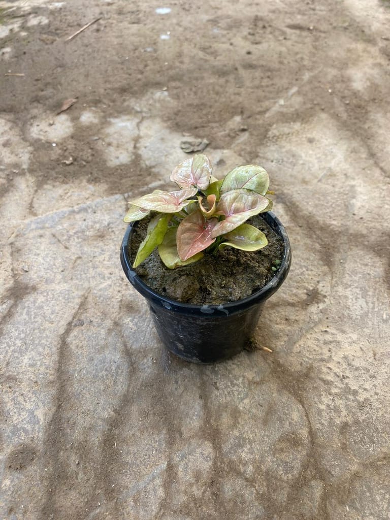 Syngonium Pink in 3 Inch Nursery Pot Syngonium Pink in 3 Inch Nursery Pot