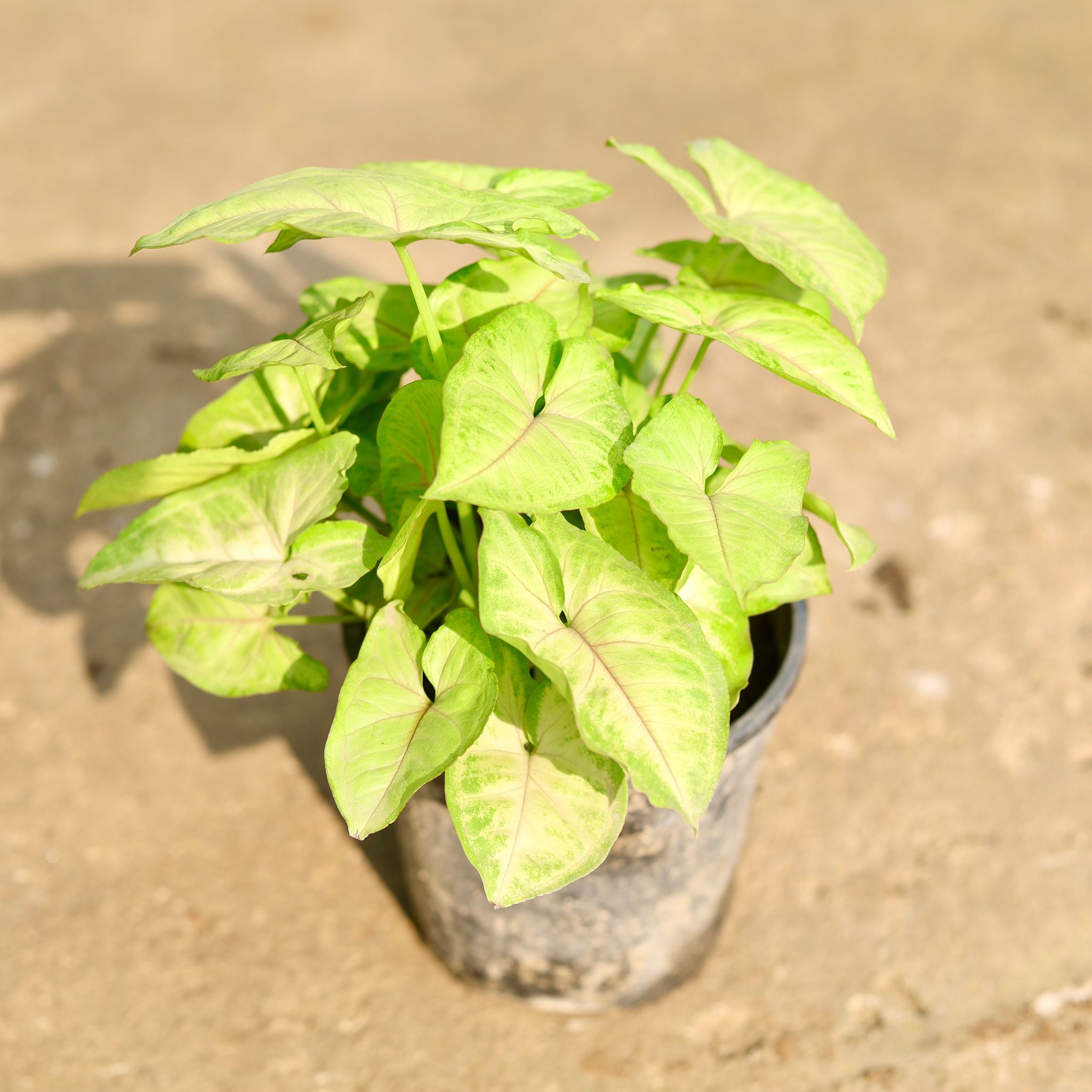 Syngonium Golden in 5 Inch Nursery Pot