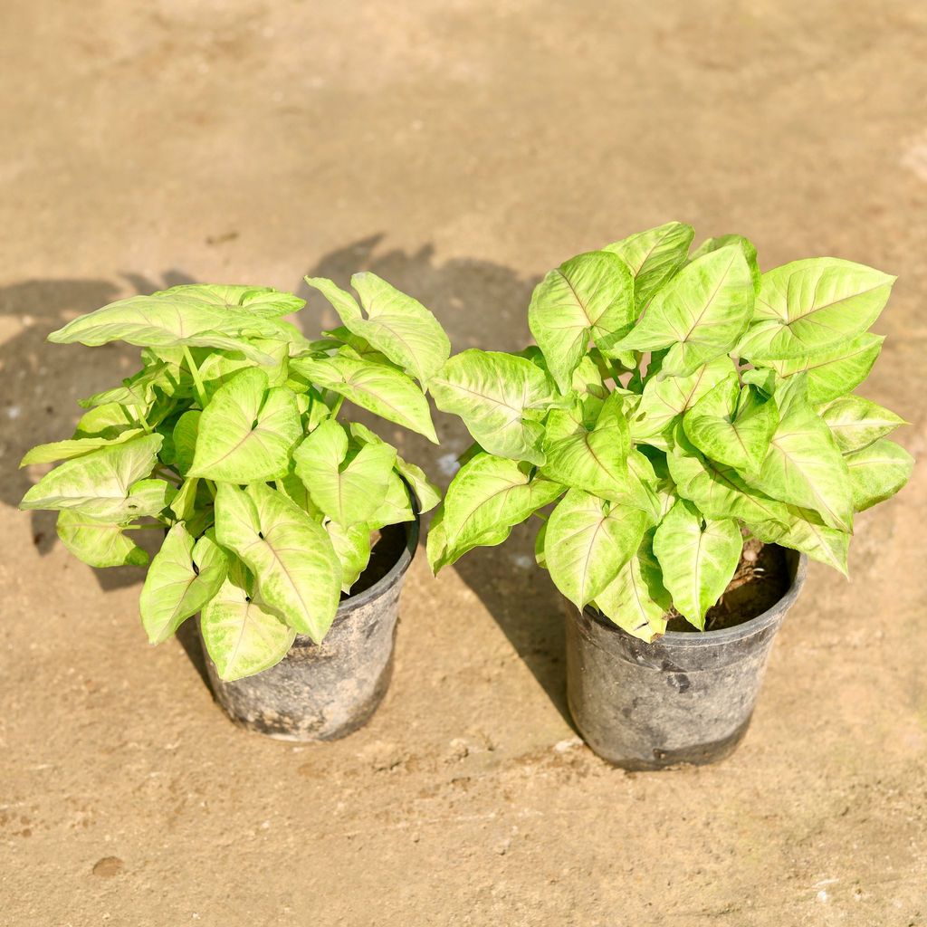 Set of 2 - Syngonium Golden in 5 Inch Nursery Pot
