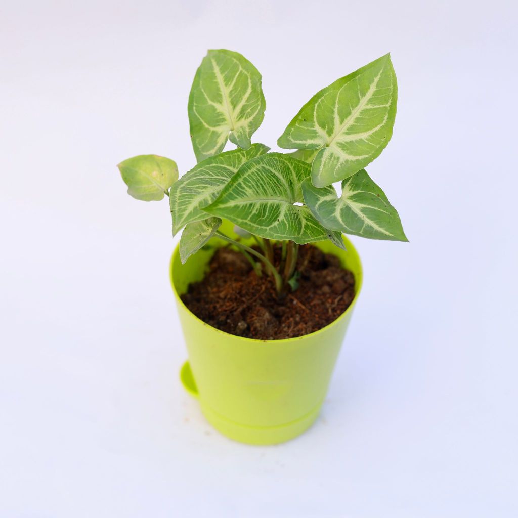Buy Syngonium Green Arrowhead in 4 Inch Green Florence Self Watering Pot Online | Urvann.com Syngonium Light Green in 4 Inch Green Florence Self Watering Pot